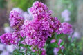 Royal Velvet Cape Myrtle Seeds - Lagerstroemia indica 'Royal Velvet' Perennial Flower Seeds, Vibrant Purple Blooms, Drought-Tolerant, 20 Pack
