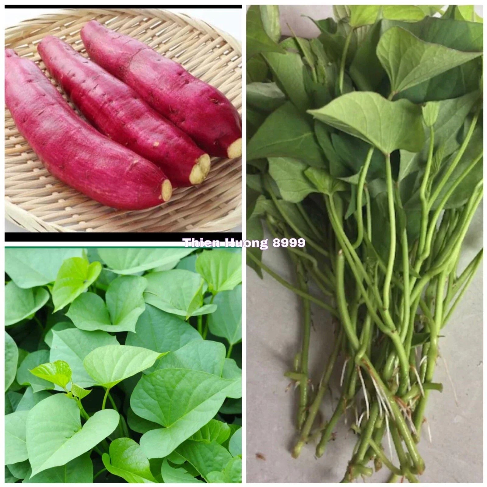 Red Japanese Sweet Potato Slips - Organic 10 Pack - Ipomoea batatas - Vining, Full Sun, Hardy Zones 9-11