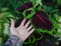 Coleus Seeds 50+ Mix, Mosaic Giants Variety, Colorful Foliage, Solenostemon scutellarioides, Garden and Container Planting