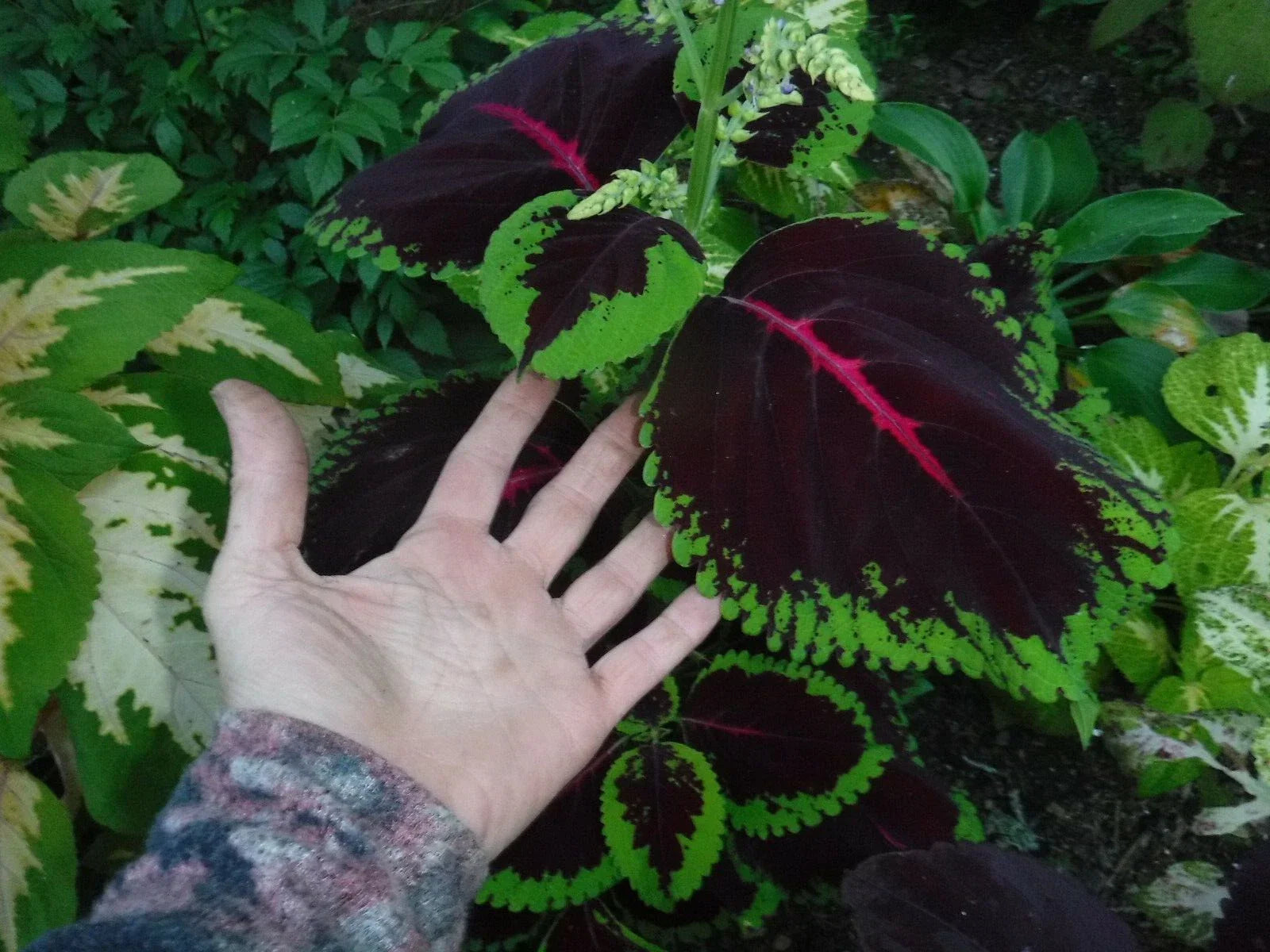 Coleus Seeds 50+ Mix, Mosaic Giants Variety, Colorful Foliage, Solenostemon scutellarioides, Garden and Container Planting