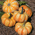 Hooligan Pumpkin Seeds - Variegated Bumpy Skin, Heirloom Cucurbita pepo, Fresh Planting Seeds for Fall Decorations & Cooking