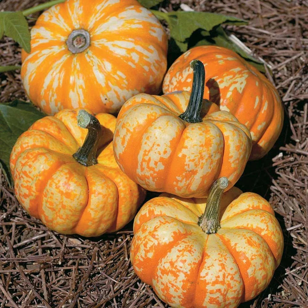 Hooligan Pumpkin Seeds - Variegated Bumpy Skin, Heirloom Cucurbita pepo, Fresh Planting Seeds for Fall Decorations & Cooking