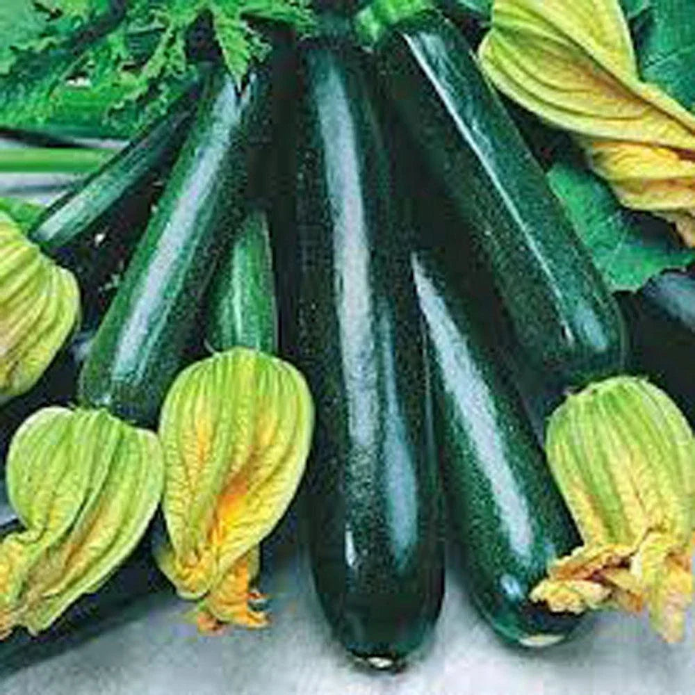 Zucchini Seeds 500+ Heirloom Long Dark Green Cucurbita pepo Non-GMO Vegetable Garden Seeds