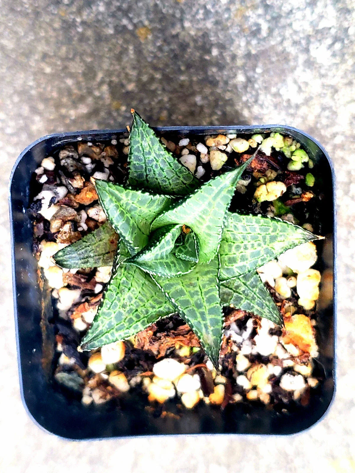Haworthia Venosa Spp Tesselata Succulent Potted Plant - 2" Indoor Low Maintenance Rare Plant