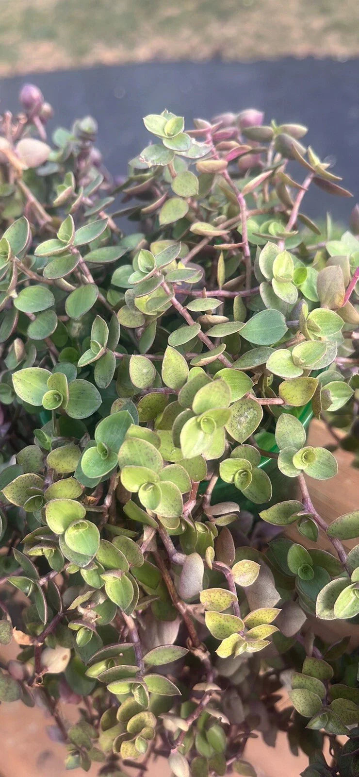 Tradescantia Pallida Variegated Purple Heart Plant - Trailing Houseplant, Indoor or Outdoor, Easy Care, Pet-Friendly