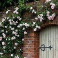 New Dawn Climbing Rose Cuttings – 6 Unrooted Pink Rose Planting Material – Rosa 'New Dawn' for Garden Trellises & Fences