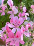 Fragrant Light Pink Geranium Cuttings - Pelargonium spp. - 3 Rooting Grafting Cuttings for Garden or Indoor Plants