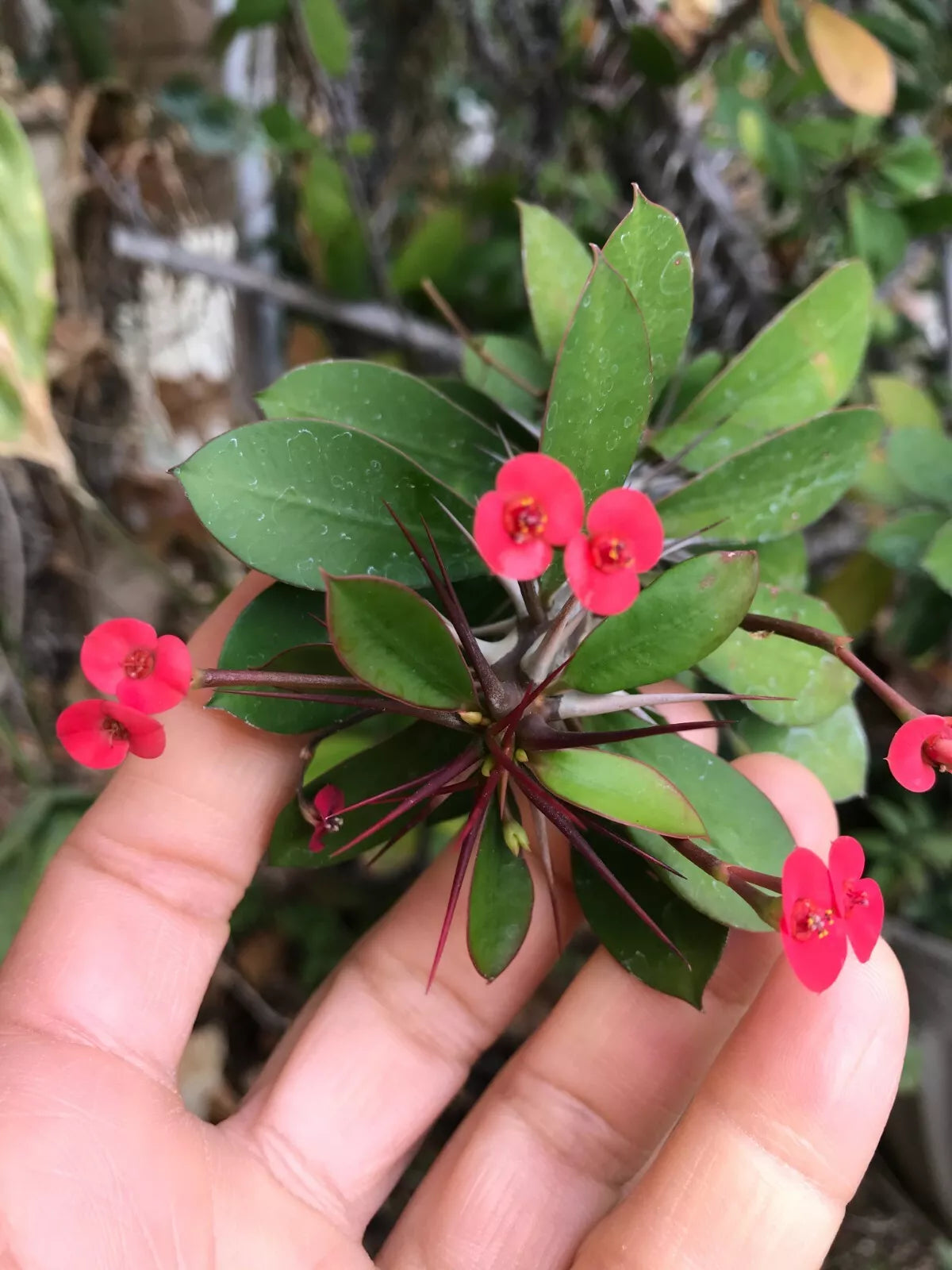 Tiny Red Euphorbia Milii Crown of Thorns Succulent Cutting, Drought-Resistant Indoor Plant