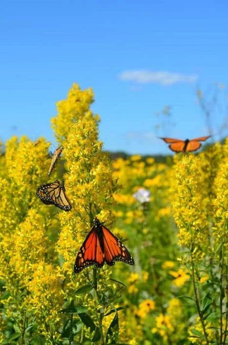 Showy Goldenrod Seeds - Heirloom Solidago speciosa Perennial Wildflower for Pollinator Gardens - 100+ Seeds