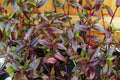Purple Scimitars Spiderwort Plant - 4-inch Pot - Tripogandra Serrulata, Tradescantia Elongata Indoor Houseplant