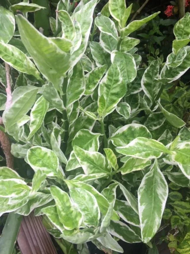Devil's Backbone Cuttings - 9 Cuttings + 1 Rooted Cutting | Euphorbia tithymaloides variegata