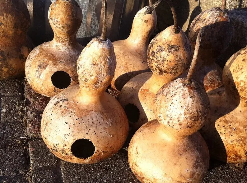 Heirloom Martin Birdhouse Gourd Seeds – Non-GMO, 50 Pack, Lagenaria siceraria for Birdhouses & Garden Aesthetics