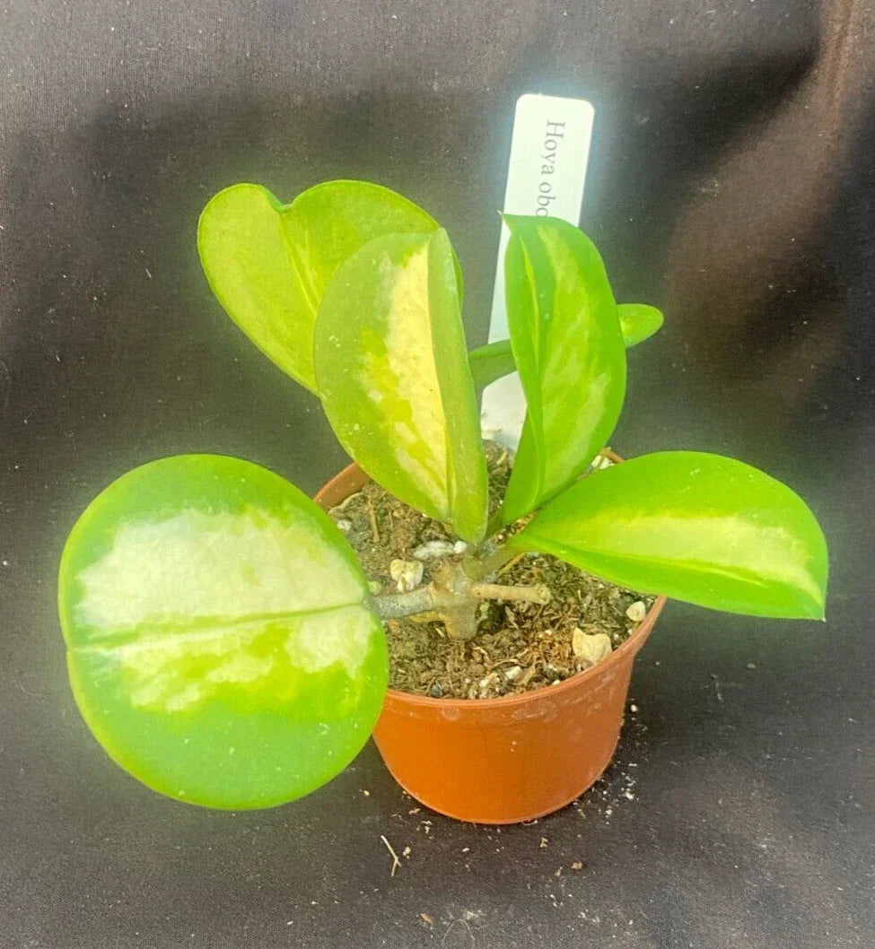 Hoya Obovata 'Picta' Rooted Plant in 2.5" Pot – Variegated Thick Leaf Indoor Houseplant, Easy Care Greenery