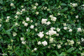 Privet Shrub Cuttings - 100 Unrooted Ligustrum spp. for Hedge, Privacy Screen, Fast-Growing Garden Plant