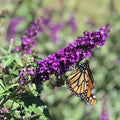 Buddleja Davidii Butterfly Bush Live Plant - Fully Rooted Shrub for Gardens, Attracts Pollinators, Vibrant Flowers