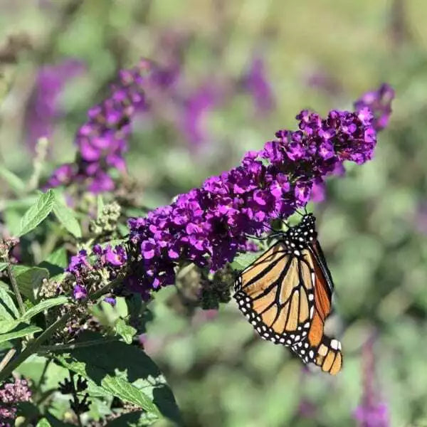 Buddleja Davidii Butterfly Bush Live Plant - Fully Rooted Shrub for Gardens, Attracts Pollinators, Vibrant Flowers
