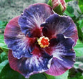 Hibiscus Flower Seeds 20 Pack - Blue Pink Purple Perennial Seeds - Hibiscus rosa-sinensis for Garden, Borders & Containers