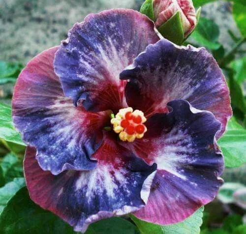 Hibiscus Flower Seeds 20 Pack - Blue Pink Purple Perennial Seeds - Hibiscus rosa-sinensis for Garden, Borders & Containers