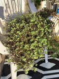Dwarf Bolivian Wandering Jew Cuttings – 10 Live Tradescantia Repens Plant Propagation for Indoor Decor