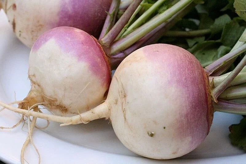 Turnip Vegetable Seeds - Non-GMO Brassica rapa Pack of 20 for Organic Gardening, Bountiful Harvest, Free USA Shipping