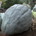 Giant Blue Hubbard Sweet Squash Seeds - Heirloom Cucurbita maxima - 20 Count, Large Blue-Green Squash for Baking & Cooking