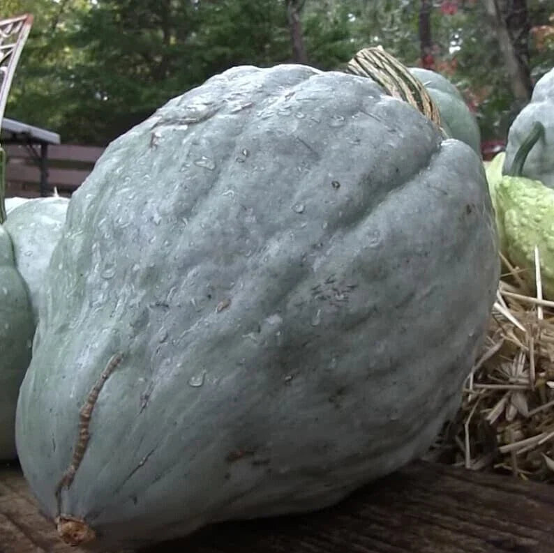 Giant Blue Hubbard Sweet Squash Seeds - Heirloom Cucurbita maxima - 20 Count, Large Blue-Green Squash for Baking & Cooking