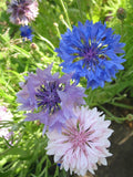 Bachelor's Buttons Seeds Mix - 175 Non-GMO Centaurea cyanus Flower Seeds for Borders & Wildflower Gardens