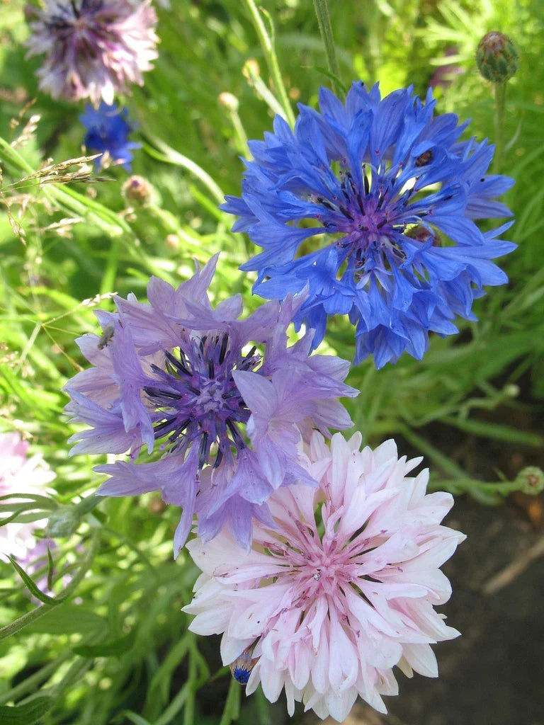 Bachelor's Buttons Seeds Mix - 175 Non-GMO Centaurea cyanus Flower Seeds for Borders & Wildflower Gardens