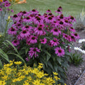 Purple Coneflower Seeds - Perennial Flower Seeds - Echinacea purpurea - Bright Purple Blooms - Full Sun to Partial Shade