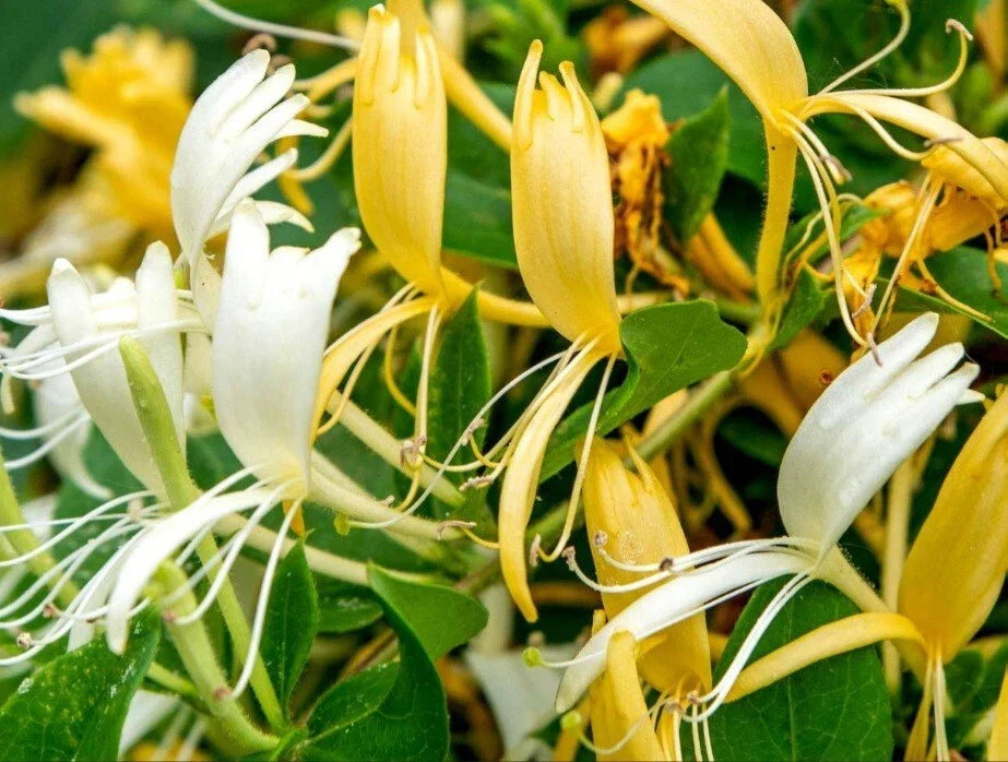 Japanese Honeysuckle Cuttings - 15 Rootless Clippings with White & Yellow Flowers - Lonicera japonica Garden Propagation