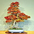 Trident Maple Tree Seeds 20 Pack Acer buergerianum for Bonsai & Fall Colors, Hardy Deciduous Tree Seeds