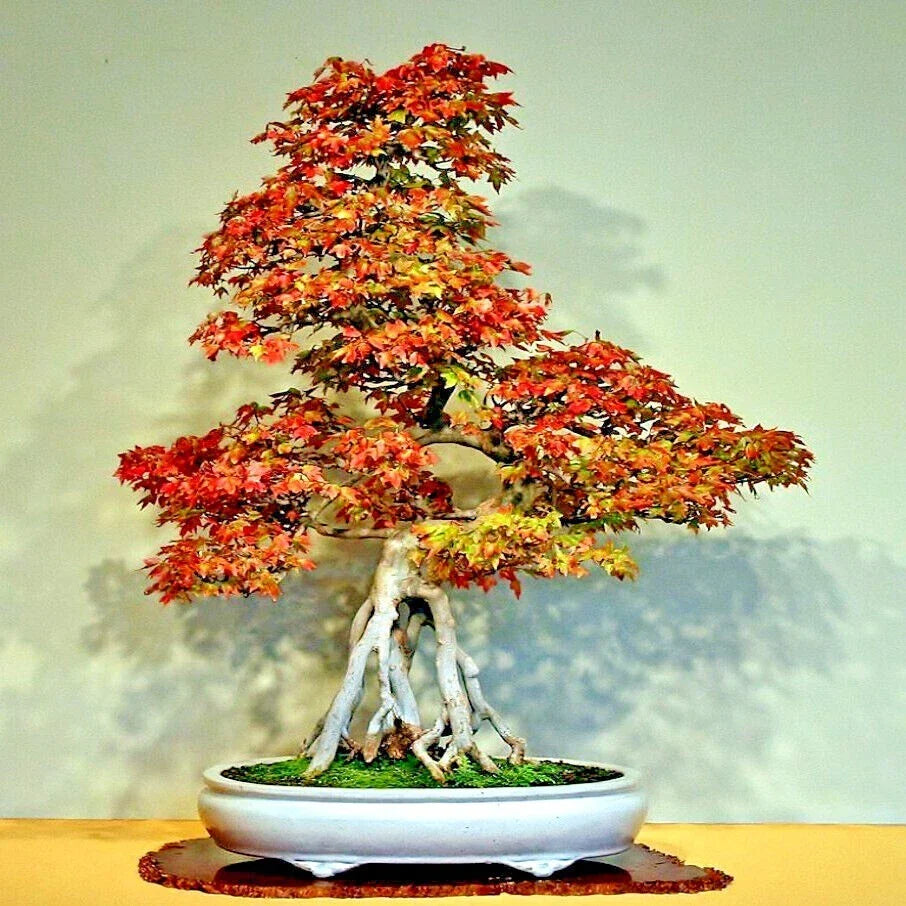 Trident Maple Tree Seeds 20 Pack Acer buergerianum for Bonsai & Fall Colors, Hardy Deciduous Tree Seeds