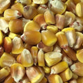 Yellow Corn Seeds for Planting – Non-GMO Zea mays, 1280+ Seeds, Sweet Corn for Home Garden & Farming