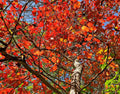 Wildfire Black Tupelo Tree Seeds - 10 Pack, Edible Fruits, Ornamental, Nyssa sylvatica, Deciduous Tree Seeds