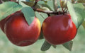 Snow Sweet Apple Seeds - Heirloom Malus domestica for Home Garden Planting, Non-GMO, 25+ Seeds