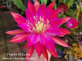 Epiphyllum Cuttings 8-10 Inches Puerto Vallarta Variety Exotic Cactus Plant Unrooted