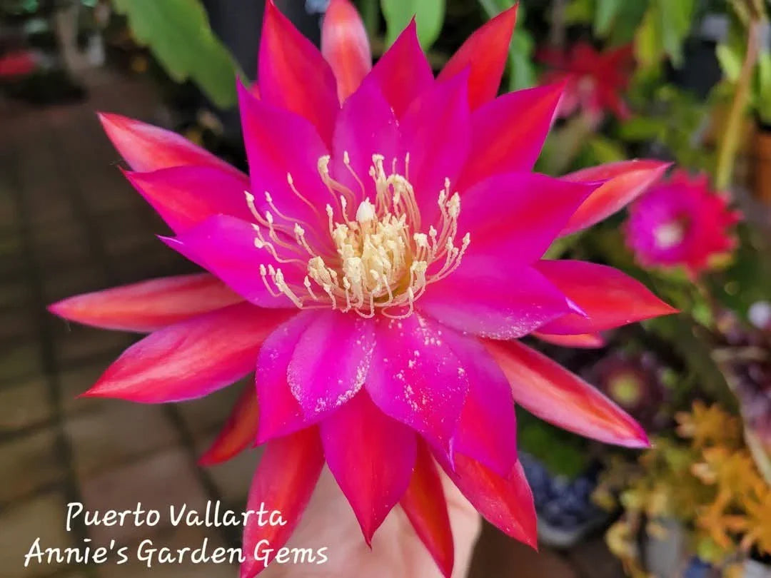 Epiphyllum Cuttings 8-10 Inches Puerto Vallarta Variety Exotic Cactus Plant Unrooted