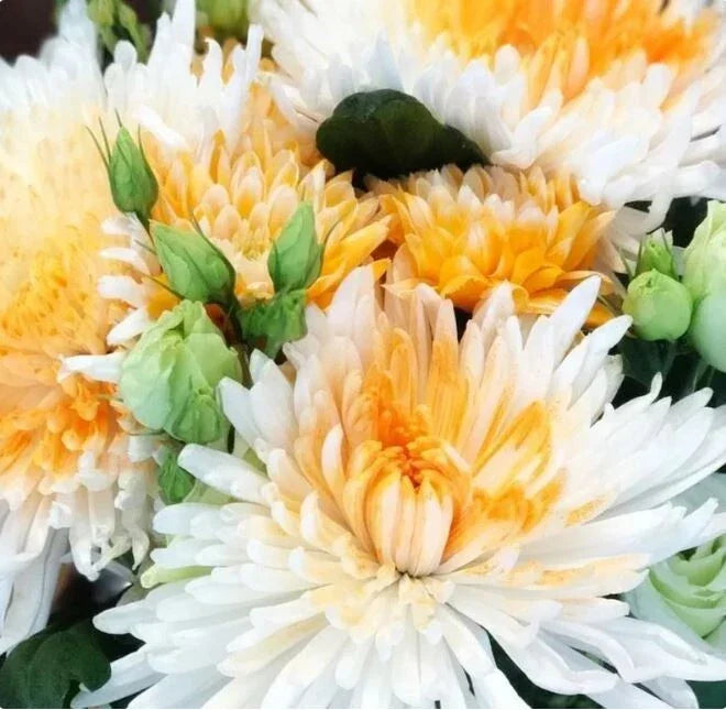 Chrysanthemum Seeds - 200+ Orange White Mum Flower Seeds - Annual Garden Seeds - Chrysanthemum morifolium