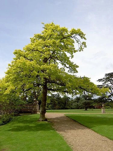 Concordia Oak Tree Live Bare Root Plant 16+ Inches Quercus X introgressa Fast-Growing Hybrid Zone 4-8