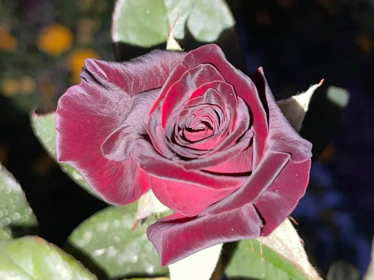 Black Baccara Rose Cuttings - 5 Stems for Planting - Deep Red Flowers - Rosa 'Black Baccara' - Garden, Landscape, Flowering