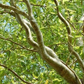 Green Curly Willow Trees - Fast Growing Exotic Bonsai - Salix matsudana 'Tortuosa' - 4 Pack