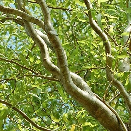 Green Curly Willow Trees - Fast Growing Exotic Bonsai - Salix matsudana 'Tortuosa' - 4 Pack