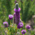 Purple Prairie Clover Seeds, Dalea purpurea, Violet Flowers, Pollinator Attractant, Drought Tolerant, Full Sun, Wildflower Garden