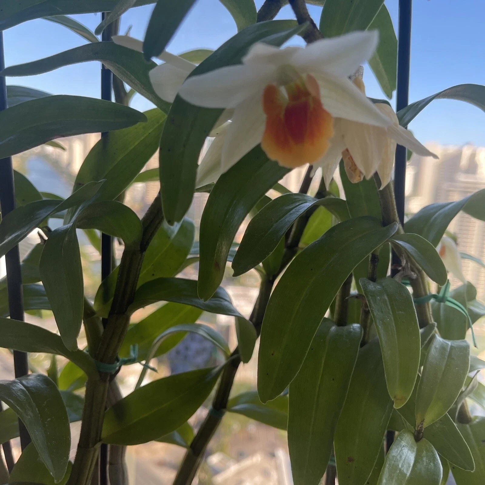 Den Frosty Dawn Orchid Cuttings - 5 Rootless Dendrobium Hybrid for Propagation