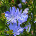 Chicory Seeds 1000+ Blue Dandelion Coffeeweed Cichorium intybus Ornamental & Culinary