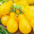 Yellow Pear Tomato Seeds | Non-GMO Heirloom | Solanum lycopersicum | Pear-Shaped, Sweet, Juicy Tomato Seeds