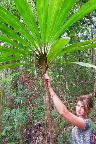Cordyline australis Seeds - Wide Leaf Tropical Foliage Ornamental Plant, Exotic Houseplant Seeds, 20 Count