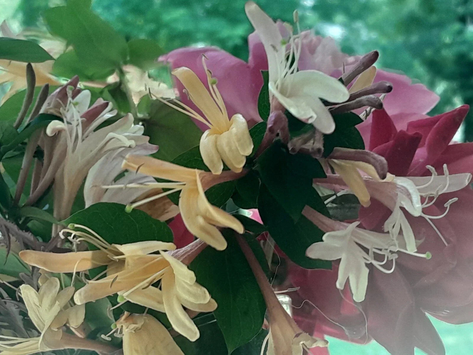 Antique Pink Honeysuckle Vine Live Plant - 12" Bare Root Lonicera japonica Fragrant Climbing Vine