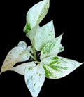 True Snow Queen Pothos Plant - 4-inch Variegated White Leaves Epipremnum aureum Indoor Houseplant