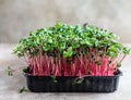 Rambo Radish Microgreen Seeds 16oz - Organic Raphanus sativus Sprouting Seeds for Salad & Garnish